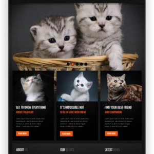Katzen Webseite
